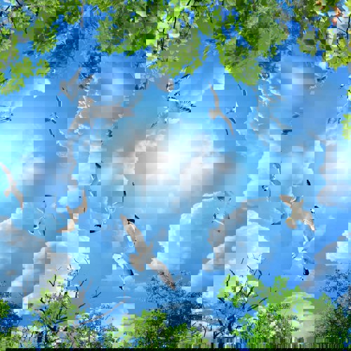 پوستر دیواری | پرده | روتختی | و...